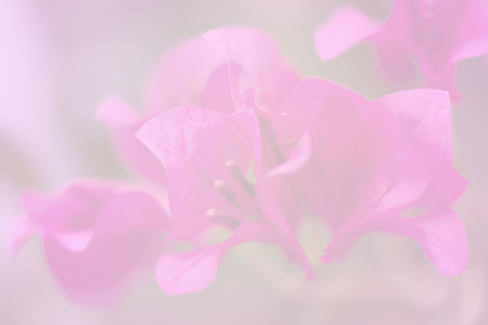Nyctaginaceae soft color and blur style for background 