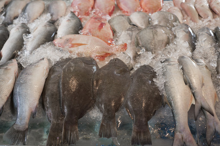 Fresh fish chilled in ice 