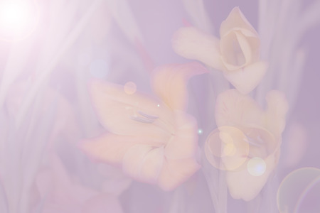 Flower soft focus for nature background.の写真素材