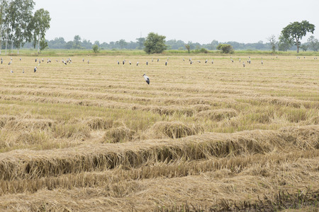 Rice paddy field after harvest.の写真素材