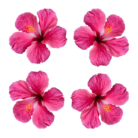 Red Hibiscus isolated on white background.の写真素材