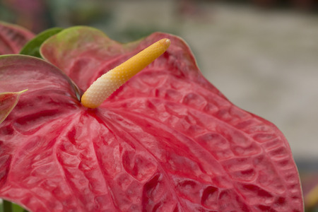 Red Anthurium, flamingo flower close up.の写真素材