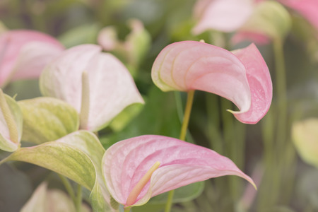 Pink Anthurium, flamingo flower soft focus.