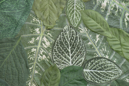 Green leaf pattern as background.