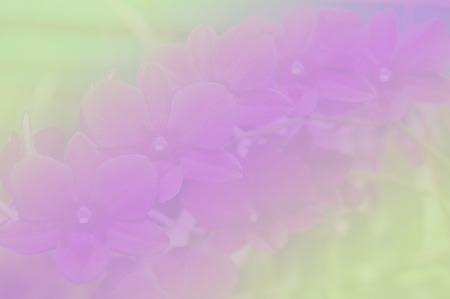 Pink orchid soft color and blur style for background.の写真素材