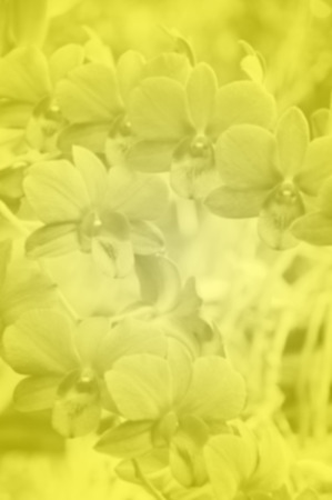 White orchid soft color and blur style for background.の写真素材