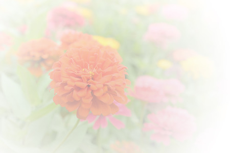 Zinnia soft color and blur style for background.の写真素材
