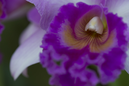 Cattleya orchid petal macro close upの写真素材
