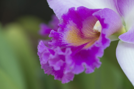 Cattleya orchid petal macro close upの写真素材