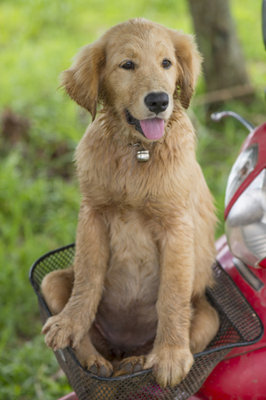 Young shabby Golden Retriever puppy in motorcycle basket.の写真素材