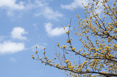 Tiny yellow flower with blue sky background in Japan.の写真素材