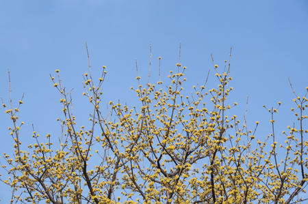 Tiny yellow flower with blue sky background in Japan.の写真素材