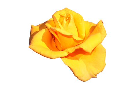 Yellow rose flower in the initial flowering period, isolated image on a white background.の写真素材