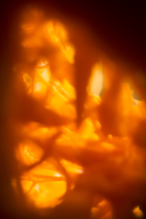 Texture is blurred. Orange shoots. Backlighting. Vertical. The core of the pumpkin. Close up.の写真素材