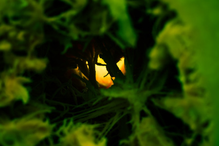 Green fibers in the back light. The convoluted passage. Backlighting. Abstract texture. Selective focus. Blur the foreground.の写真素材