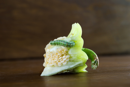 Green caterpillar on pepper. Insect pest. Wooden background.の写真素材