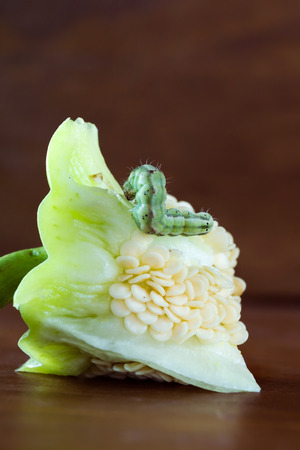 Caterpillar on pepper. Insect pest. Vertical. Wooden background.の写真素材