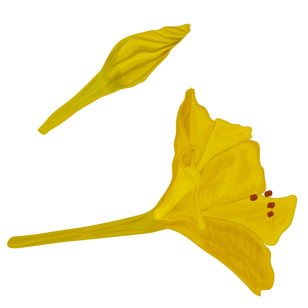 Vector image of Mirabilis flower. Yellow night flower with red stamens. Isolated on white background.のイラスト素材