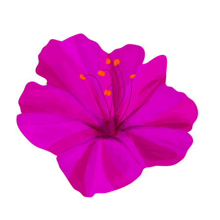 Garden night flower Mirabilis lilac color. Isolated on white background. Vector image for botanical ornament.のイラスト素材