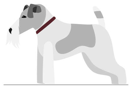 Porn dog stands for the exhibition. Terrier with gray spots and white beard. Vector, isolated on white, style flat.のイラスト素材