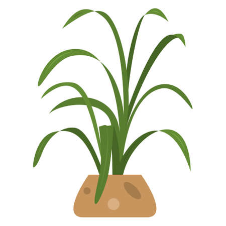 A plant in a ceramic pot. A houseplant with long narrow leaves. Vector, icon, flat, isolatedのイラスト素材