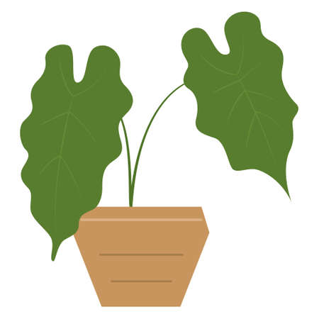 A plant in a clay pot with stripes. A houseplant with large large leaves. Vector, icon, flat, isolatedのイラスト素材