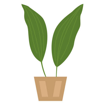 A plant in a pot of a classic shape. A houseplant with two large large leaves. Vector, icon, flat, isolatedのイラスト素材