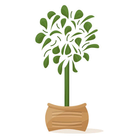 Potted plant for home and office. A houseplant with a spherical crown and many leaves. Ceramic flower pot with decor. Vector icon, cartoon, isolatedのイラスト素材