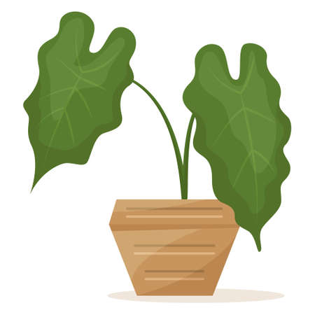 Potted plant for home and office. A houseplant, two large sheets, creating a microclimate . Ceramic flower pot with decor. Vector icon, cartoon, isolatedのイラスト素材