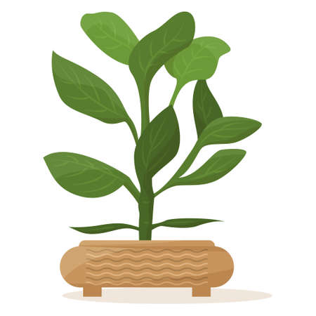 Potted plant for home and office. A houseplant, creation of microclimate, interior design. Ceramic flower pot with decor. Vector icon, cartoon, isolatedのイラスト素材