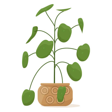 Potted plant for home and office. A houseplant with many round leaves. Ceramic flower pot with decor. Vector icon, cartoon, isolatedのイラスト素材