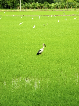 bird on field. の素材