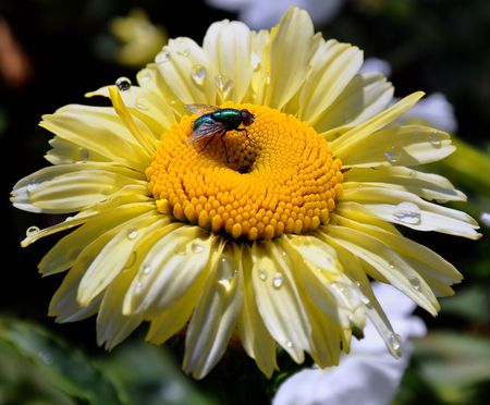 A colored fly was caught when landed on a beautiful flower in Jesperhus flower park Denmark.の写真素材