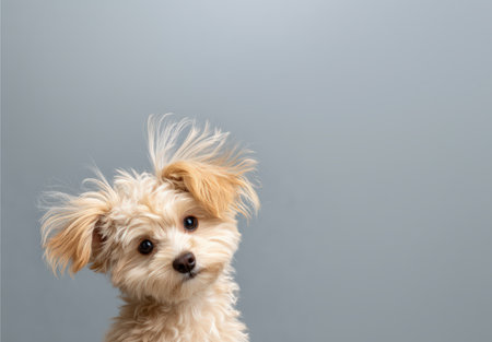 Fluffy small dog with light fur is tilting its head curiously against a soft gray background, highlighting its playful and adorable natureの素材