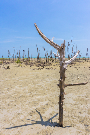 Mangrove trees on the beachの写真素材