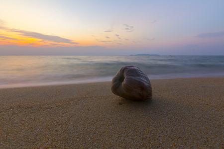 sunrise on the beach and coconut