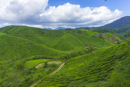 Tea plantation in noonの写真素材