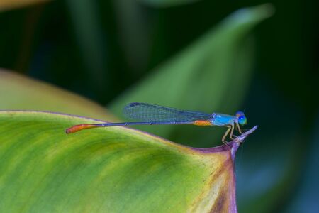 close up wildlife macro