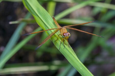 close up wildlife macroの写真素材