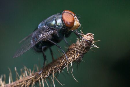 macro small flies of lifeの写真素材