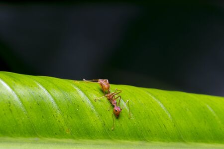 close up wildlife macro