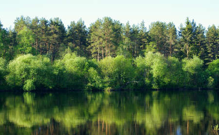 Tree`s of the water. Landscape with river.の写真素材