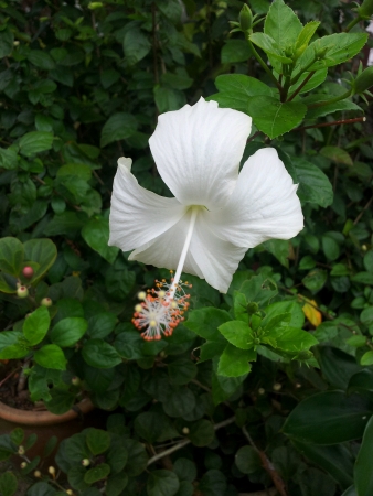 white hibiscus in the gardenの素材