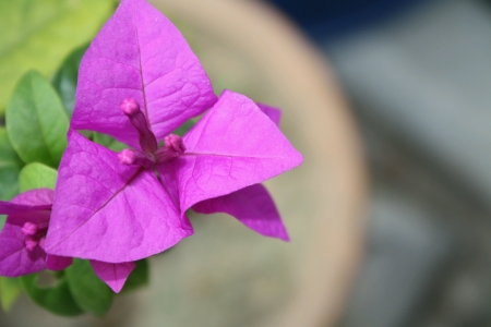 fresh purple pink Bougainvillea in the gardenの素材