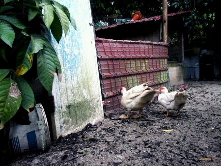 two ducks scarving for food outside hen houseの素材