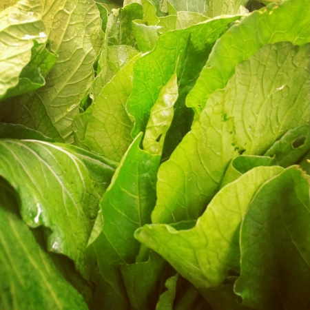 green fresh vegatables mustardの素材