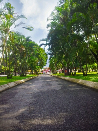 landscape view straight side walk between treesの素材