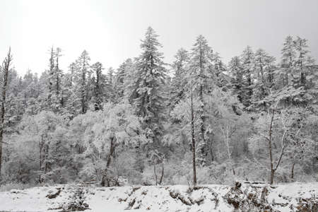 Snow scenery の写真素材