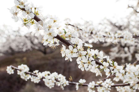 flower blossomの写真素材