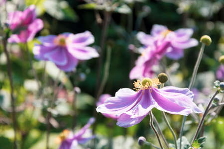 Nature photo in the park of St. Annes.の写真素材
